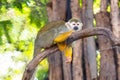 Sleepy head squirrel monkey perched on branch Royalty Free Stock Photo