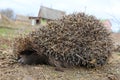 Sleepy hedgehog has not yet left hibernation