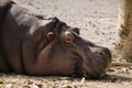 A sleepy hippo Royalty Free Stock Photo