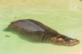 Sleepy hippo lying in the pound Royalty Free Stock Photo