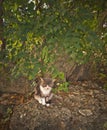 Sleepy homeless cat on rocks in foliage shade