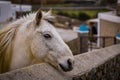 Sleepy Horse Resting by Stone Fence Royalty Free Stock Photo