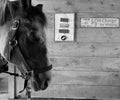 Sleepy horse in stable, profile Royalty Free Stock Photo