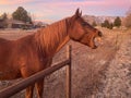 Sleepy horse yawning at sunrise in Flagstaff Arizona USA