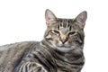 Sleepy House Cat Isolated on a White Background Royalty Free Stock Photo