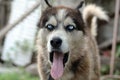 Sleepy husky dog funny yawns with wide open mouth and long tongue