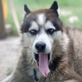 Sleepy husky dog funny yawns with wide open mouth and long tongue