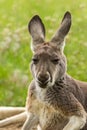 Sleepy kangaroo closeup resting in grass portrait