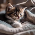 A sleepy kitten curled up in a cozy bed, with a soft pillow under its head2
