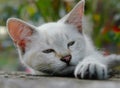 Sleepy kitten Royalty Free Stock Photo