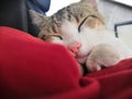 Sleepy kitten pink nose tiny paws happy boi Royalty Free Stock Photo