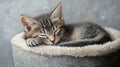 Sleepy kitten ready for a nap on cozy bed Royalty Free Stock Photo