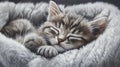 Sleepy kitten ready for a nap on cozy bed Royalty Free Stock Photo