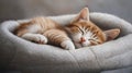 Sleepy kitten ready for a nap on cozy bed Royalty Free Stock Photo