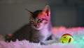 Sleepy kitten\'s playful antics with tiny toy.