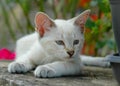 Sleepy kitten Royalty Free Stock Photo