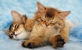 Sleepy kittens Royalty Free Stock Photo