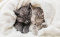 2 sleepy kittens cuddle up sleep comfortably in white blanket. Family couple of cats are resting together. Two gray and tabby