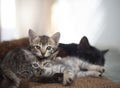 Sleepy Kittens with Mother Cat in Sunlight