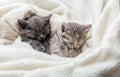 2 sleepy kittens with paws sleep comfortably in white blanket. Family couple cats resting together. Two gray and tabby