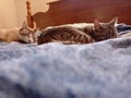 Sleepy kitties in a comfy bed Royalty Free Stock Photo