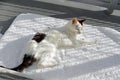 Sleepy Kitty Cat Sunning Outside on a Fluffy White Rug