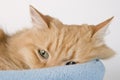 Sleepy Kitty Cat Three Royalty Free Stock Photo