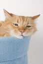 Sleepy Kitty Cat Two Royalty Free Stock Photo