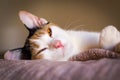 Sleepy Kitty Royalty Free Stock Photo