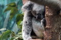 Sleepy Koala Royalty Free Stock Photo