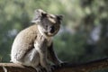 Sleepy Koala perched on a branch