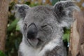 Sleepy Koala