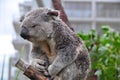 Sleepy Koala sitting on a tree branch in Australia, second image