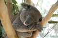 Sleepy Koala