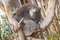 Sleepy koala in a tree catching some shut eye