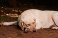 Sleepy labrador dog