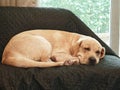 Sleepy Labrador retriever dog nap on couch sofa in home living room