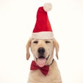 Sleepy labrador retriever puppy dog wearing santa claus hat