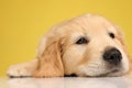 Sleepy labrador retriever puppy laying down on the floor