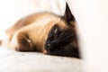 Sleepy, lazy, bored siamese cat Royalty Free Stock Photo