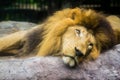 Sleepy lion Royalty Free Stock Photo