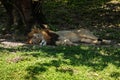 Sleepy Lion Royalty Free Stock Photo