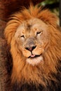 Sleepy Lion Dozing Off Royalty Free Stock Photo