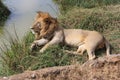 Sleepy lion Royalty Free Stock Photo