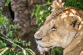 Sleepy lioness resting in the bushes in the Maasai Mara national
