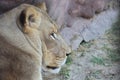 Sleepy lioness in Toronto ZOO