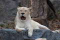 Close up Lioness relaxing on the rock