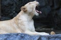 Close up Lioness in Chiangmai Zoo