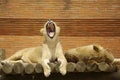 Sleepy Lions