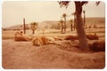 Sleepy lions at lion country safari